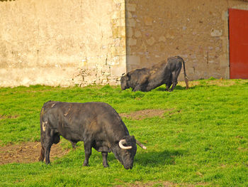 Buffaloes grazing on field