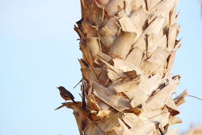 Low angle view of bird against clear sky