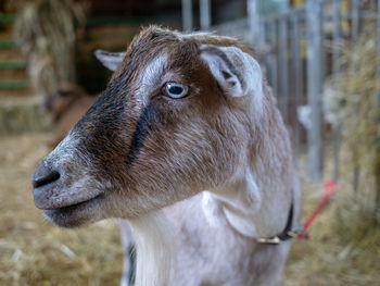 Close-up of a horse