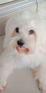 Portrait of white dog