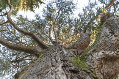 Low angle view of tree against sky