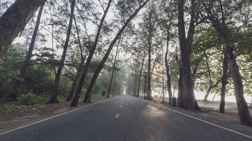 Empty road amidst trees in forest