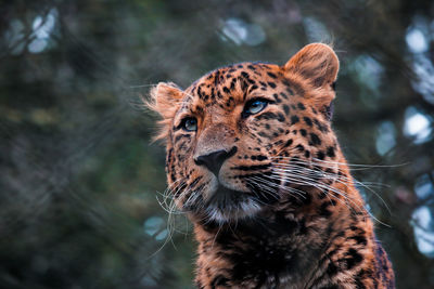 Close-up of a cat looking away