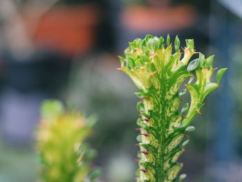 Close-up of flowering plant