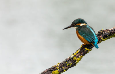 Close-up of bird perching on a branch