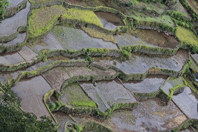 High angle view of agricultural field