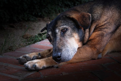 Close-up of dog resting on floor