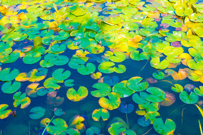 Full frame shot of leaves floating on water