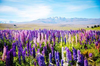 Purple flowering plants on field against sky