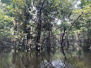 Scenic view of river in forest