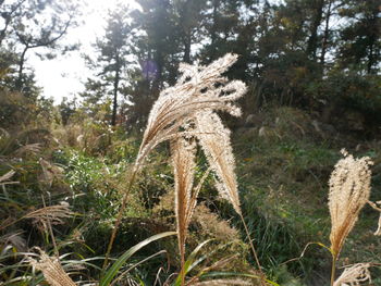 Close-up of plants growing on field