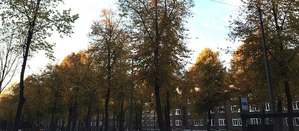 Low angle view of trees