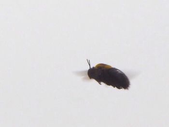 Close-up of insect on white background