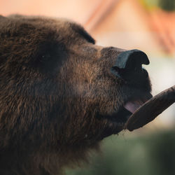 Close-up of dog looking away
