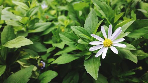 Close-up of white flowering plant