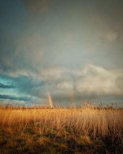 Scenic view of field against sky