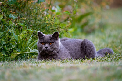 Portrait of a cat on grass