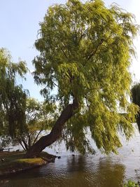 Tree by lake against sky