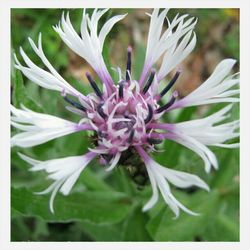 Close-up of pink flower