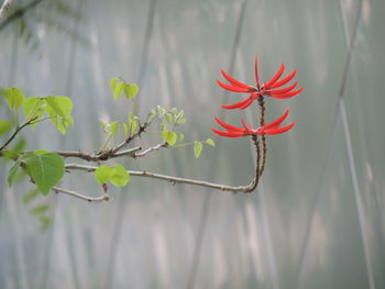 Close-up of red flowers