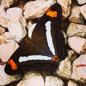 Close-up of insect on stone wall