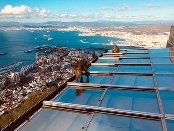 Monkeys o glass roof overlooking cityscape