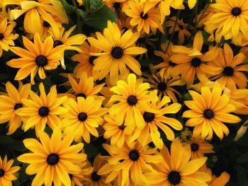 Full frame of yellow flower