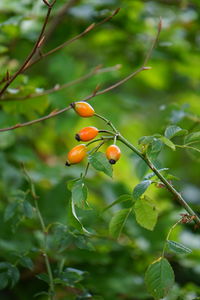 Close-up of red berries growing on tree