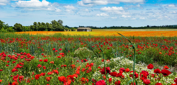 Scenic view of flowering plants on field against sky