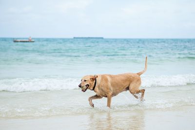 Dog playing ball on the beach.