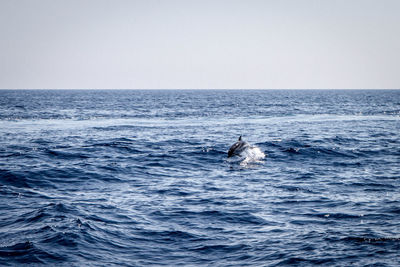 Turtle swimming in sea against clear sky