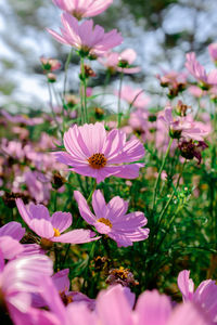 Close-up of pink cosmos flowers