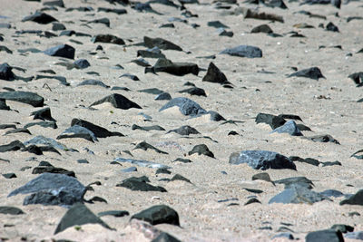 Surface level of pebbles