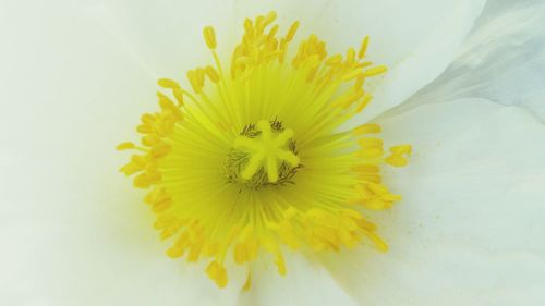 Close-up of white flower