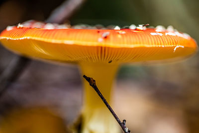Close-up of yellow mushroom growing on plant