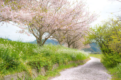 Footpath along trees