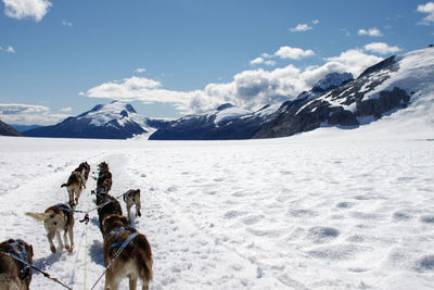 Dogsledding on snowy field against sky at glacier bay national park
