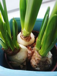 High angle view of vegetables in container