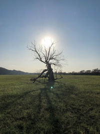 Bare tree on field against clear sky