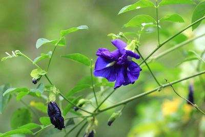 Close-up of purple flowering plant