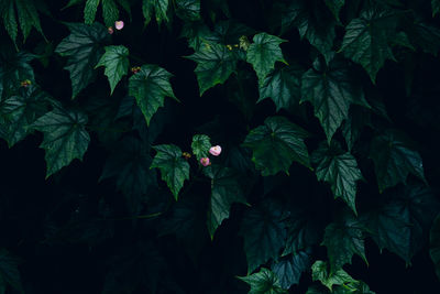 Close-up of fresh green plant