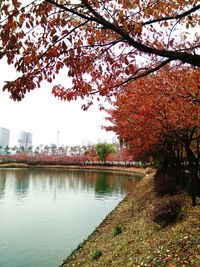 Autumn trees in city