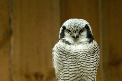 Close-up of owl