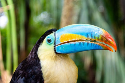 Close-up of a bird