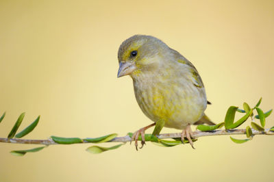 Close-up of bird perching on branch