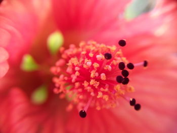 Macro shot of pink flower