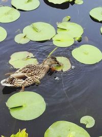 High angle view of lotus floating on water