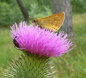 Close-up of butterfly pollinating on thistle