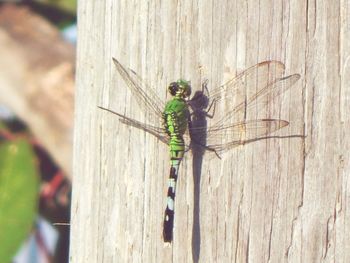 Close-up of insect on wood