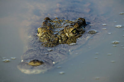 Close-up of crocodile in water